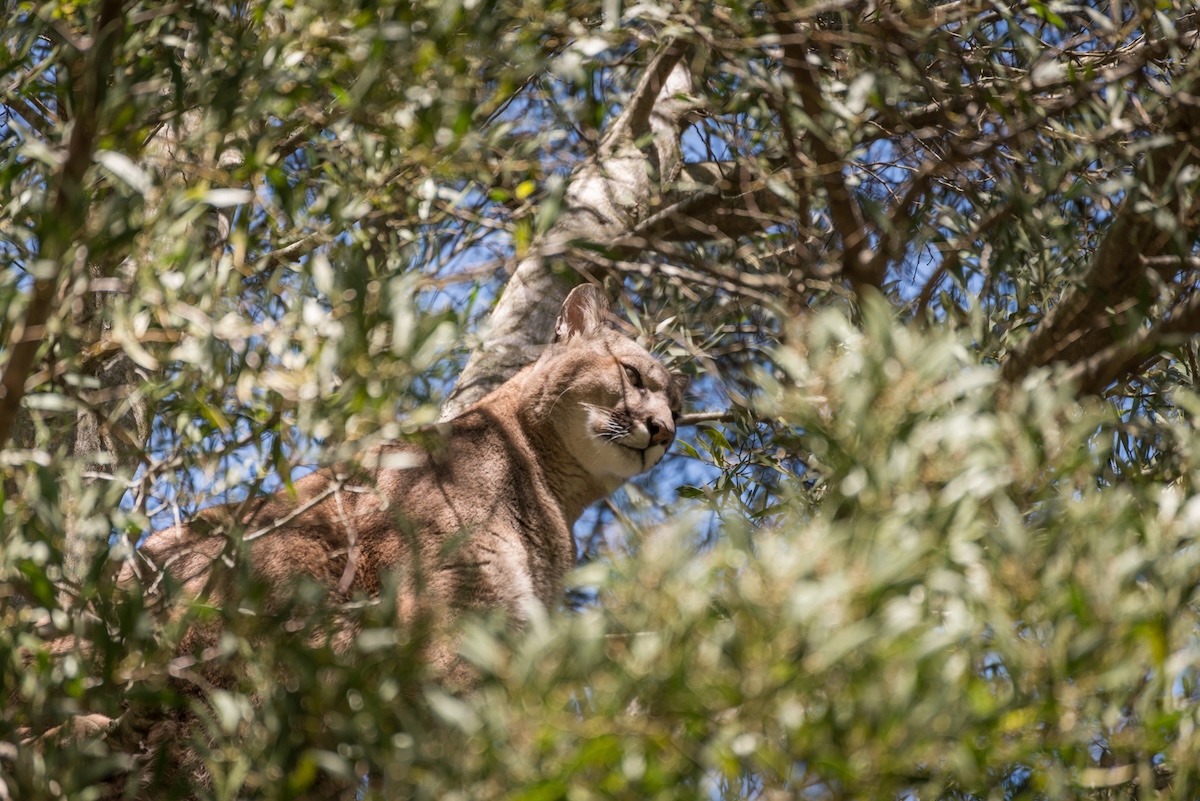 mountain lion backyard tree