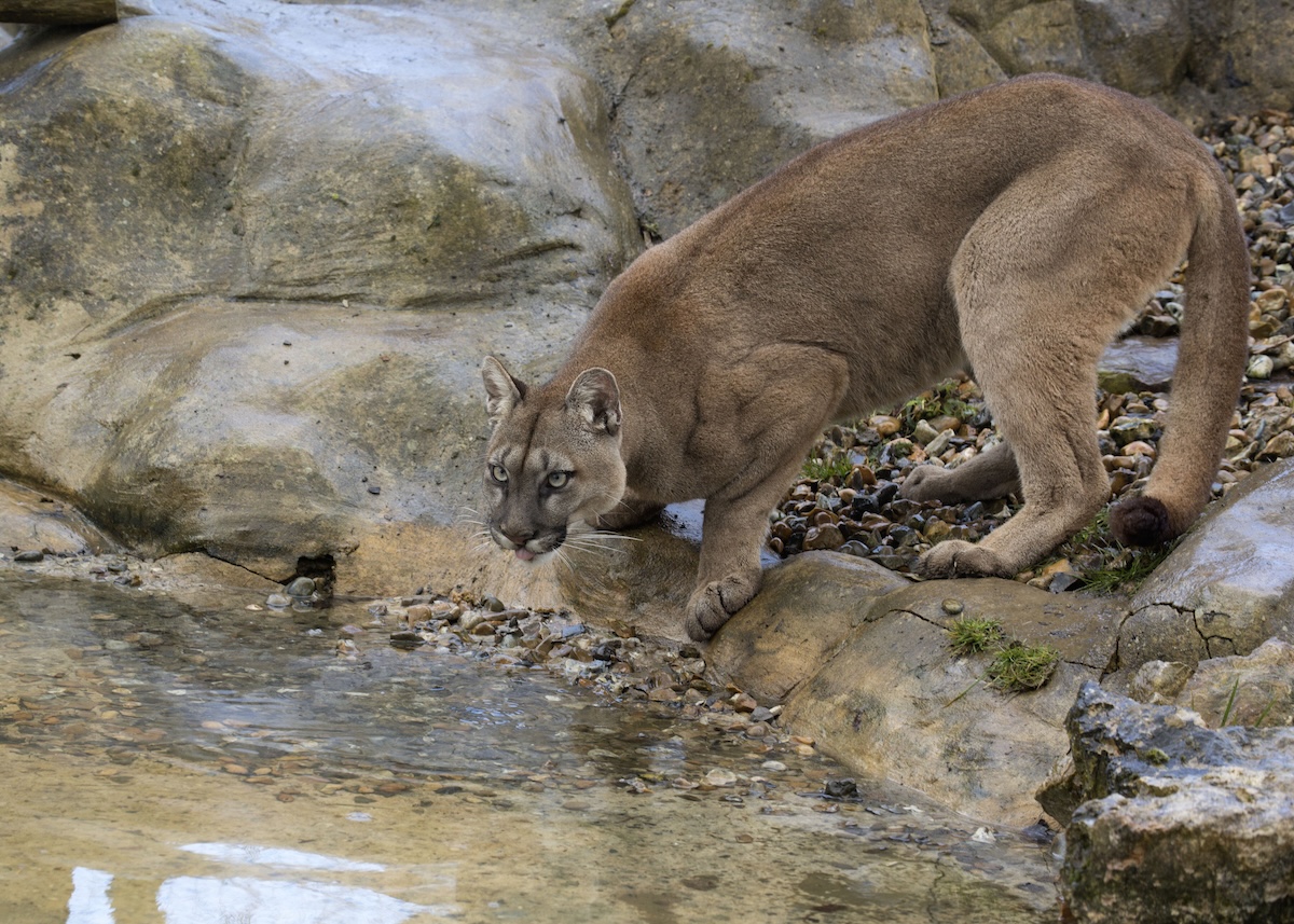 cougar drinking trail
