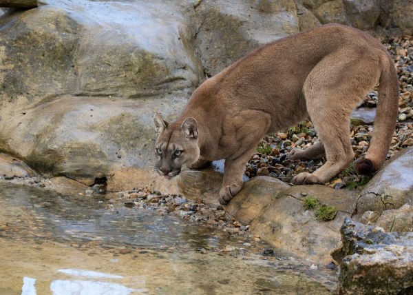 cougar drinking trail