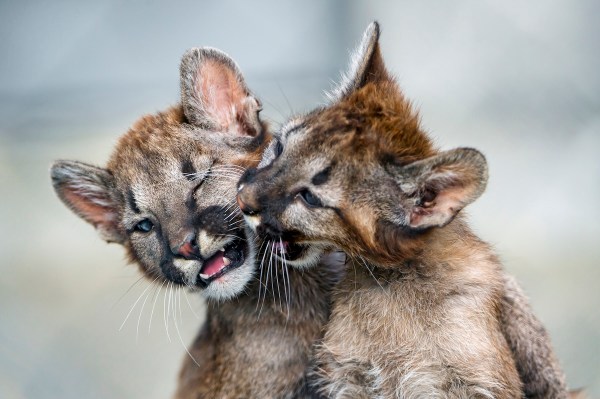 mountain lion kittens playing