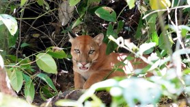 mountain lion costa rica puma oahu
