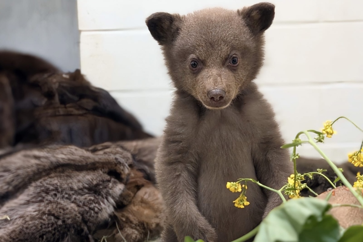 orphaned bear cub photos