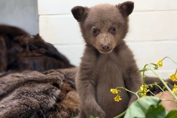 orphaned bear cub photos