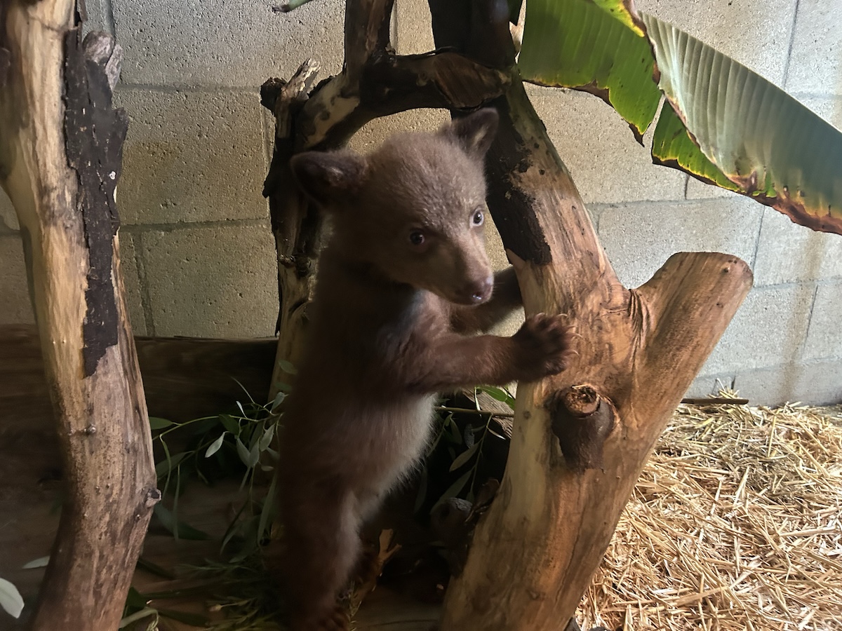 orphaned bear cub photos