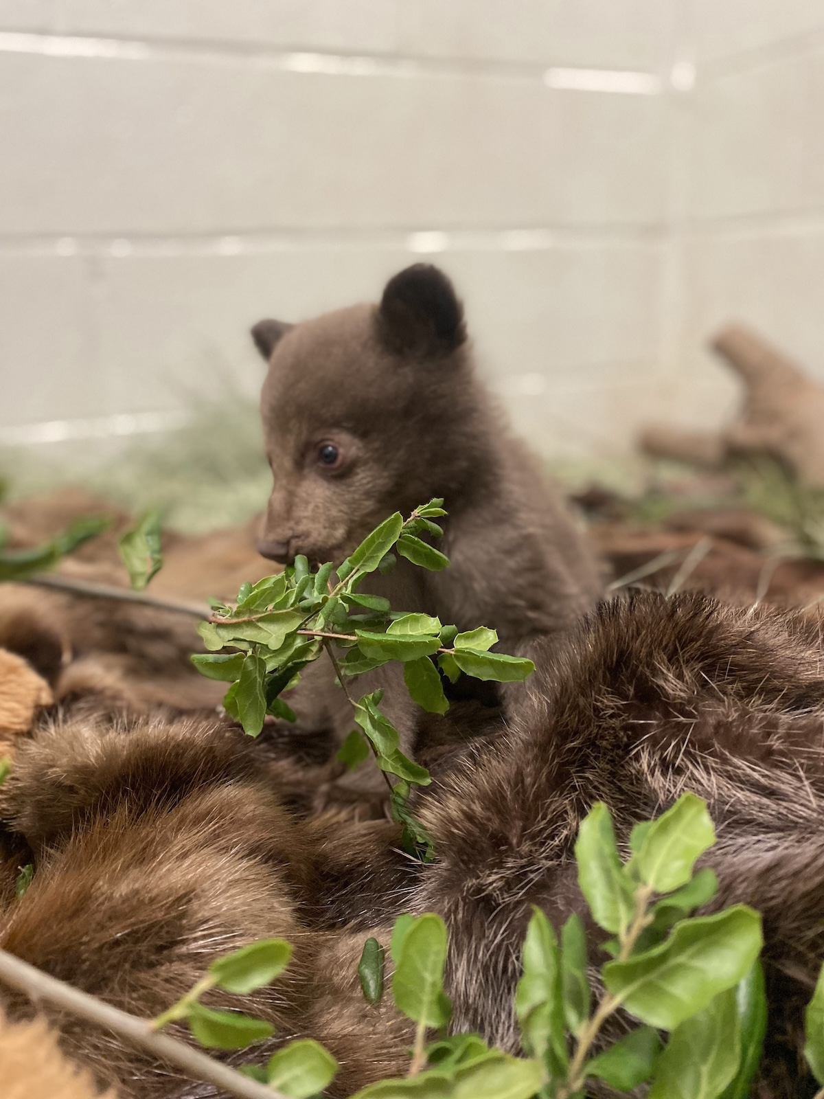 orphaned bear cub photos