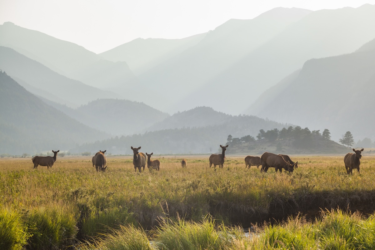 piebald elk colorado