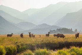 piebald elk colorado