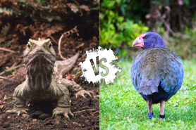 rare species new zealand