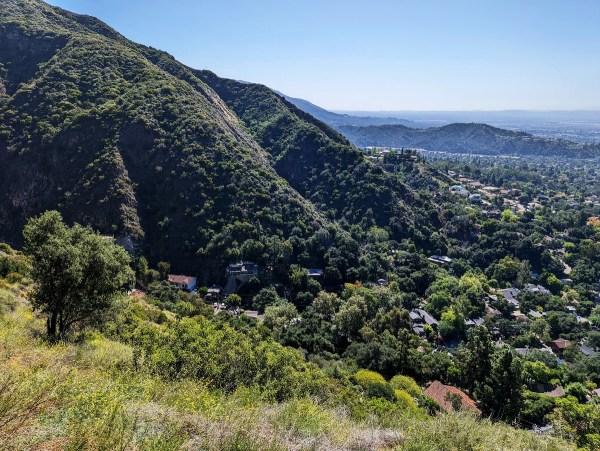 rare herd bighorn sheep los angeles