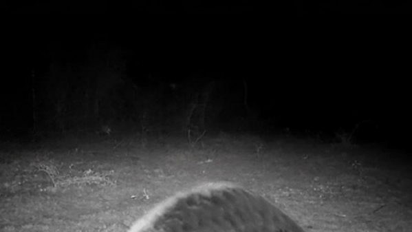 rare pangolin trail cam