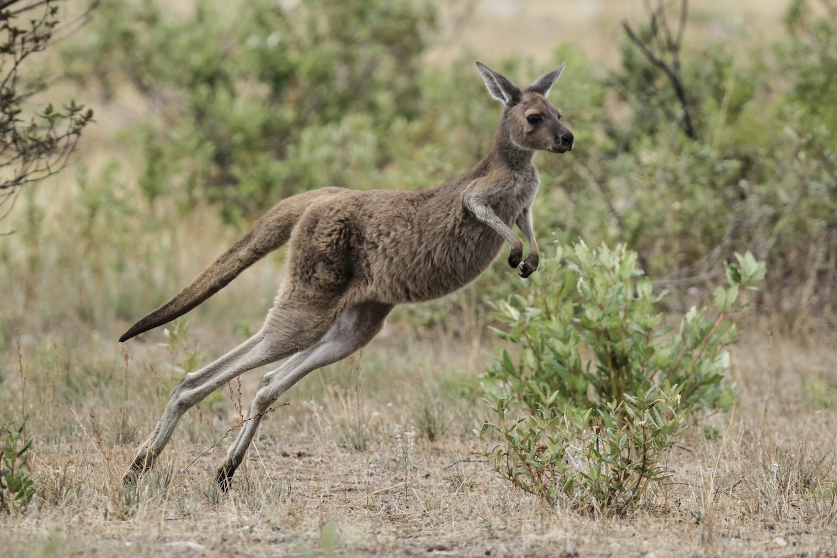 runaway kangaroo
