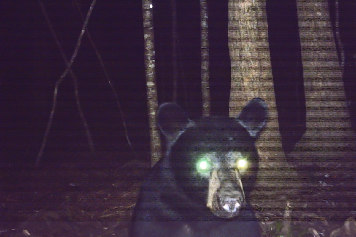 silly black bear trail cam