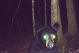 silly black bear trail cam