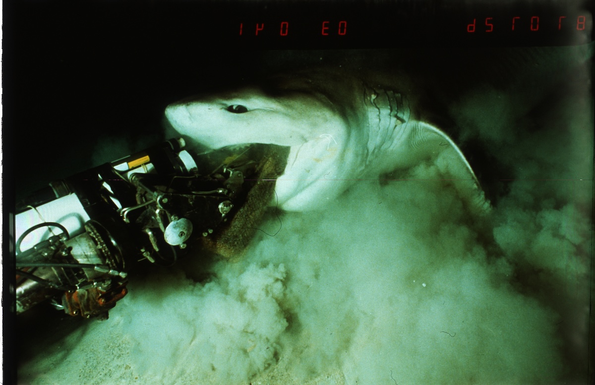 sixgill shark deep sea