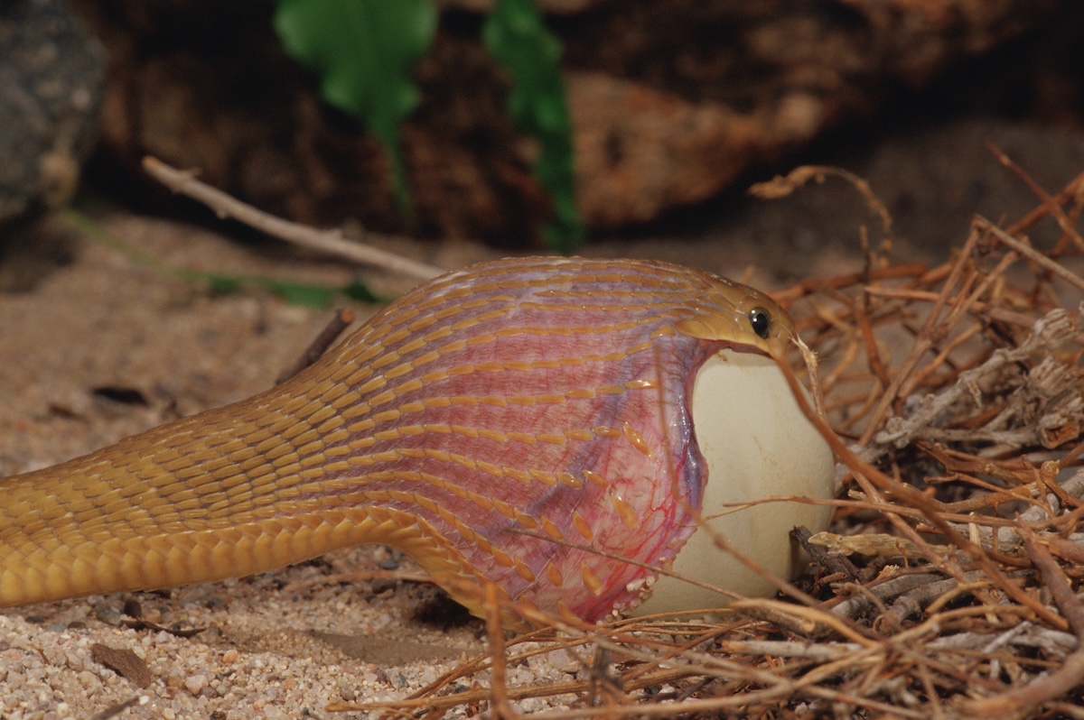 snake swallow egg video