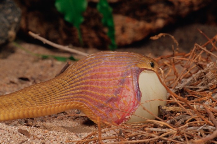 snake swallow egg video