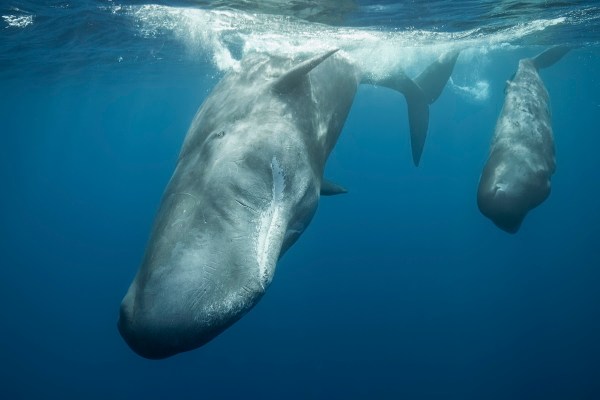 Sperm whales chatting