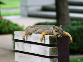 splooting squirrels