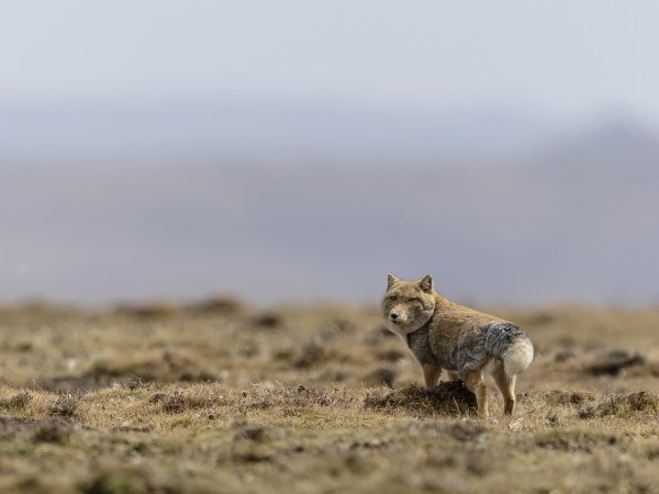weird-looking tibetan fox