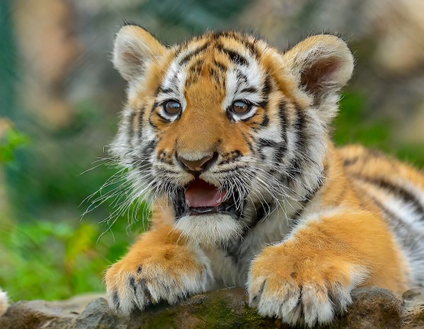 tiger cubs roars trail cam