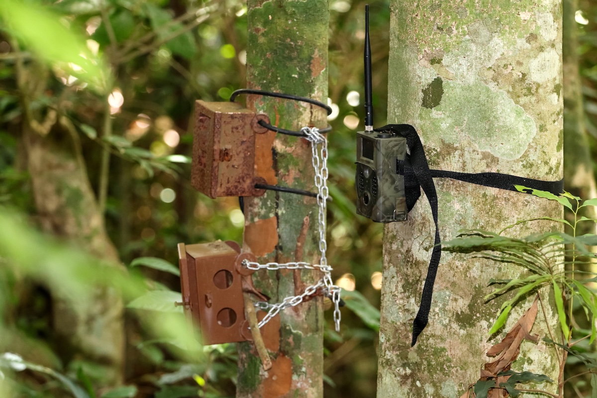 trail cam musk deer vietnam