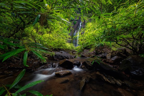 trail cam thailand rare buffalo bear