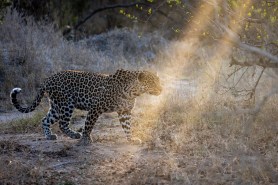trail cameras leopards south africa