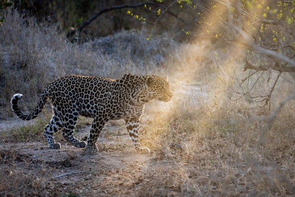 trail cameras leopards south africa