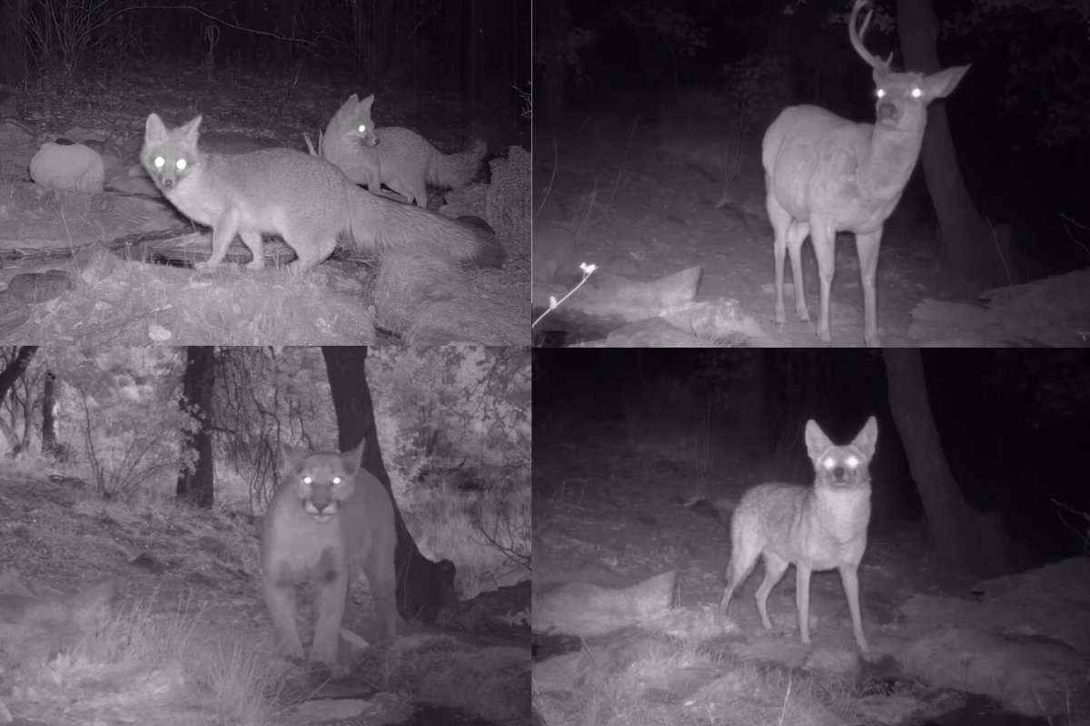 trail cams arizona