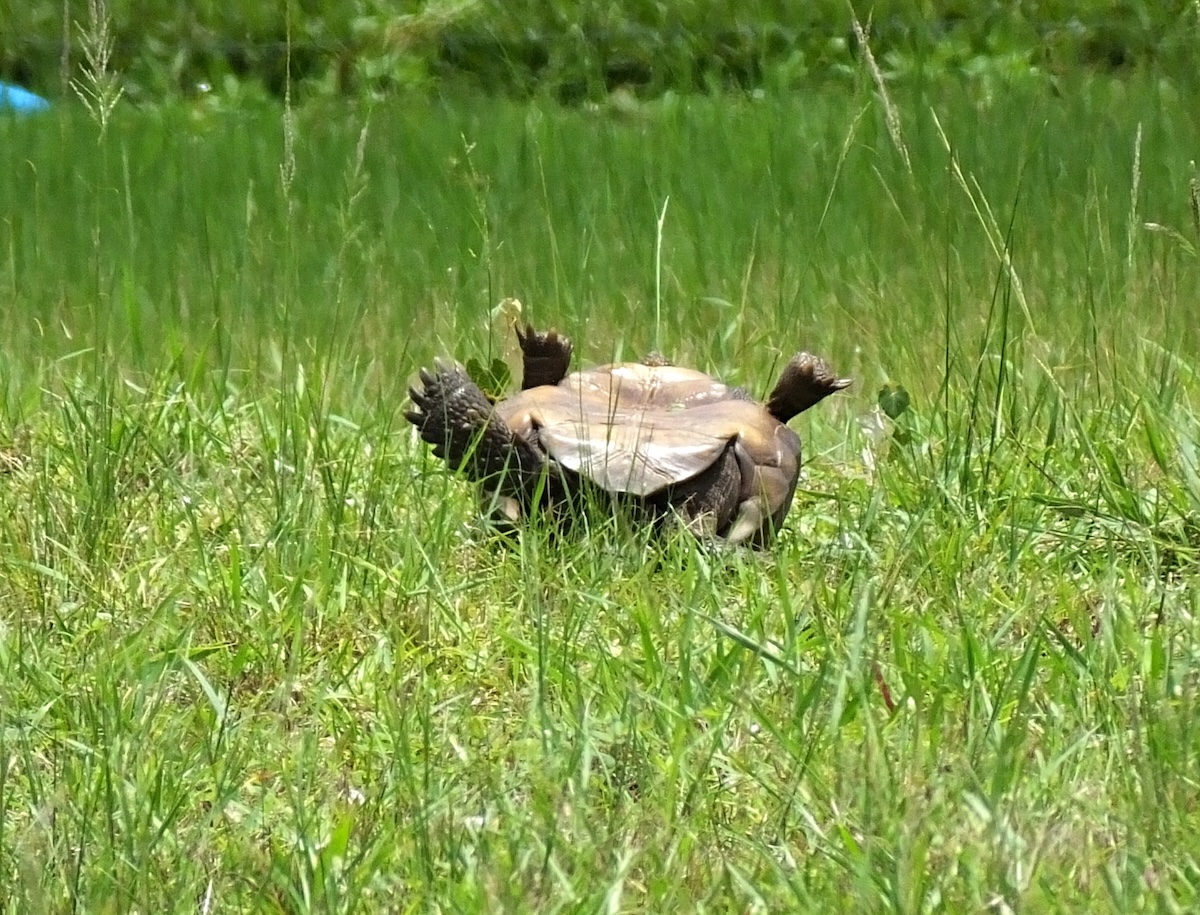 upside-down turtle