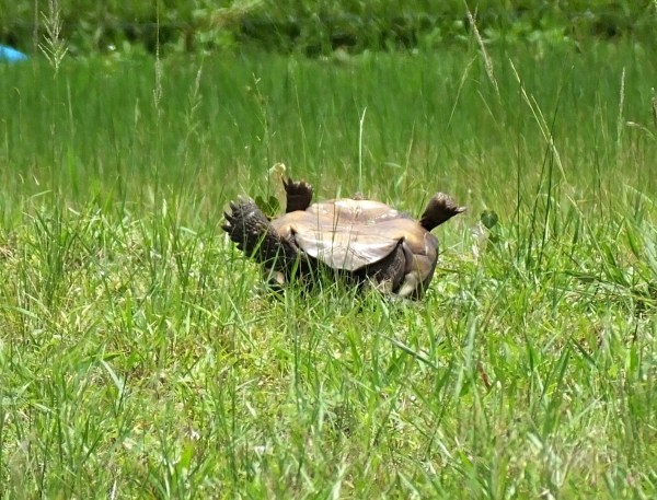 upside-down turtle