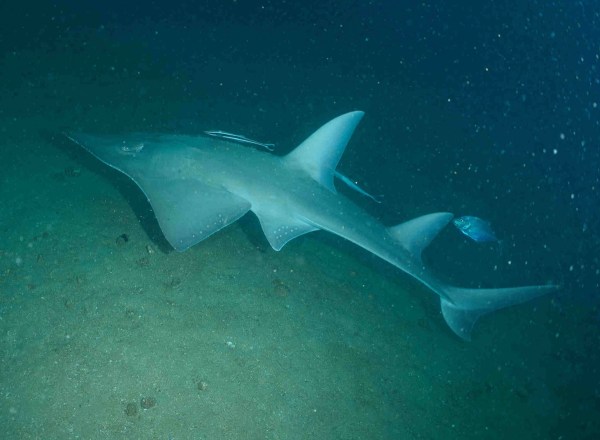 weird fish australia