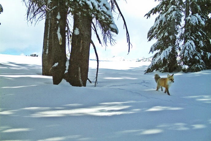 Sierra Nevada red fox