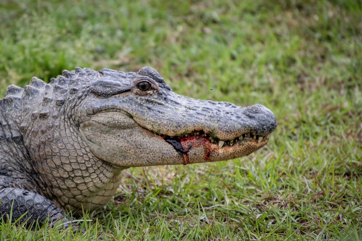gouged alligator's eyes