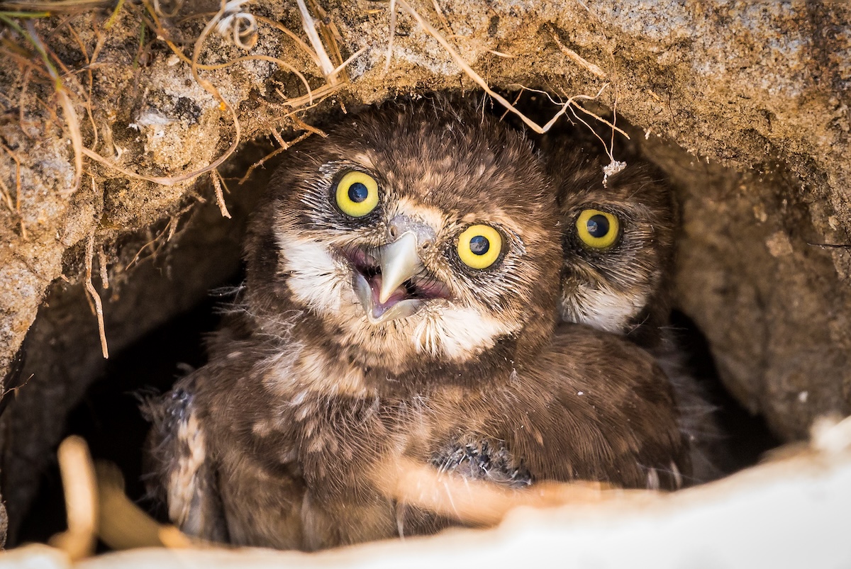 baby burrowing owl face
