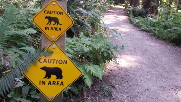 bear cougar trail cam