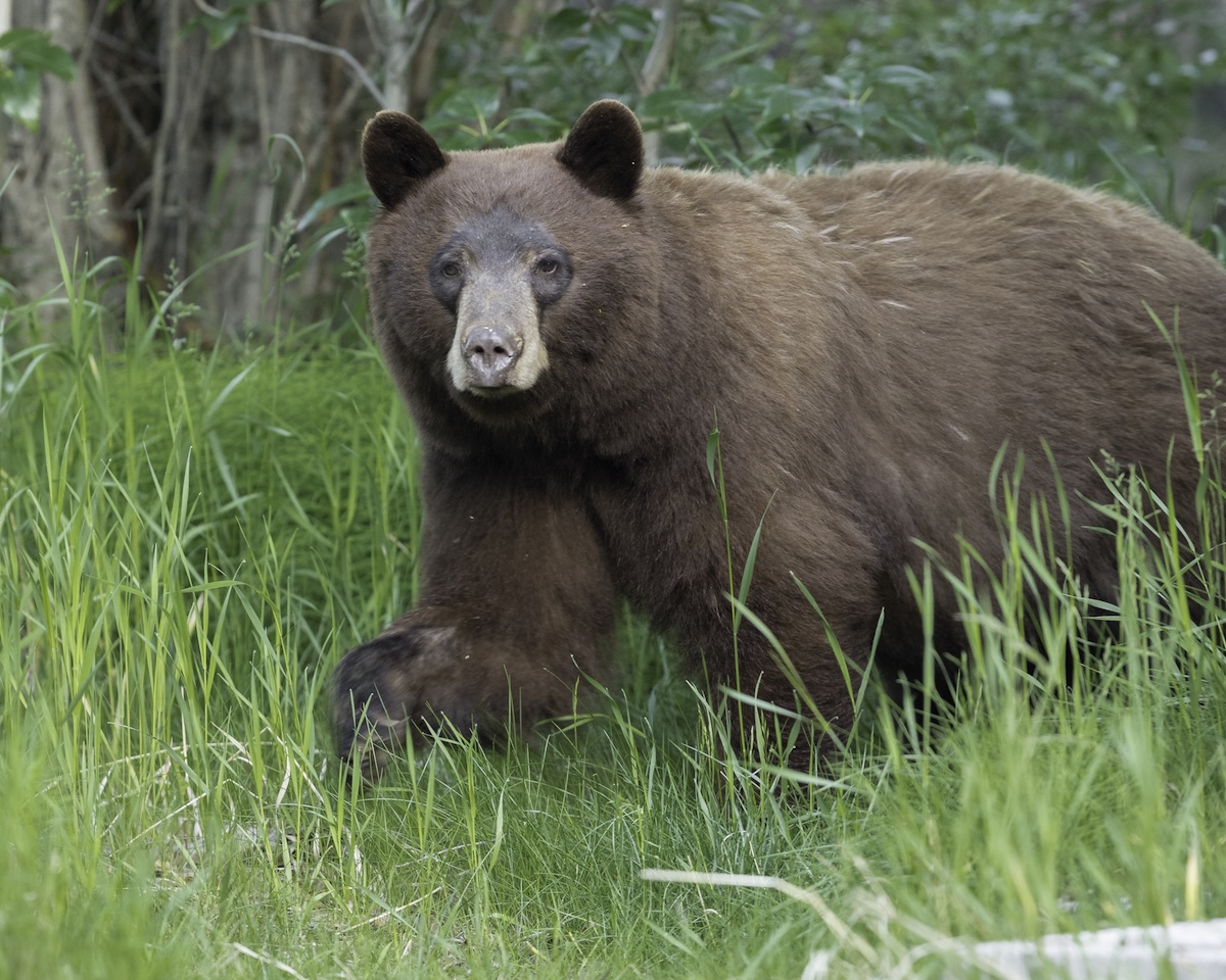 large black bear family hiking
