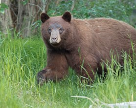 large black bear family hiking