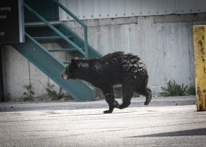 bear runway Japan