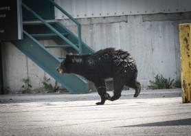 bear runway Japan