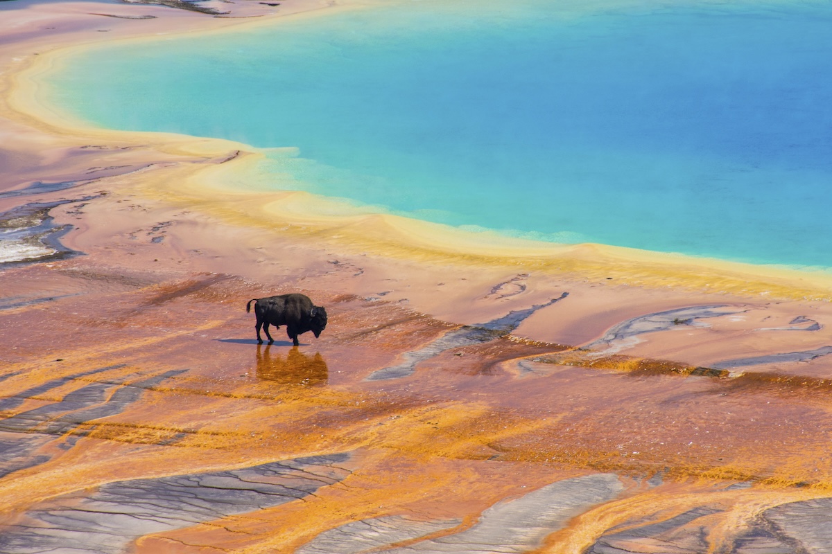 Bison thermal hot spring yellowstone
