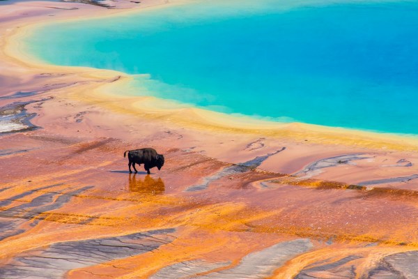 Bison thermal hot spring yellowstone