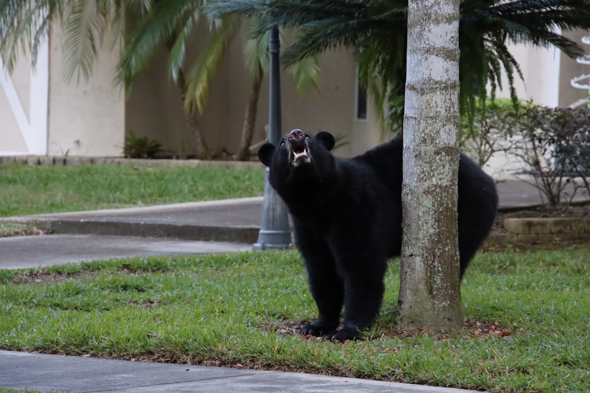 black bear nursing home