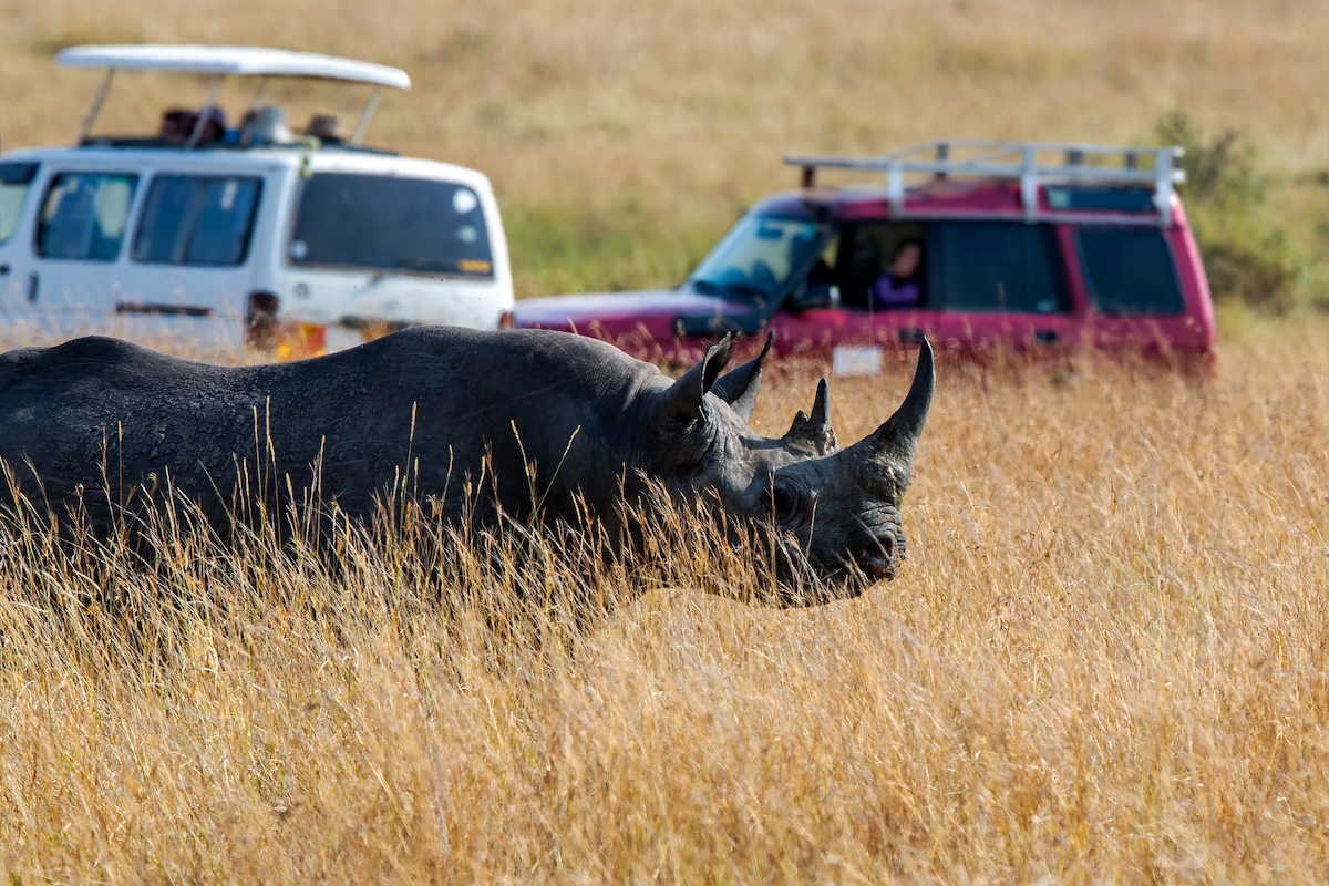 calm safari guide rhino