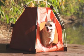 Chihuahua mr. pink camping