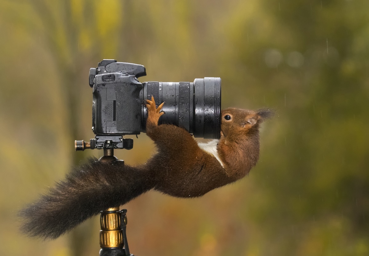 comedy wildlife photography competition