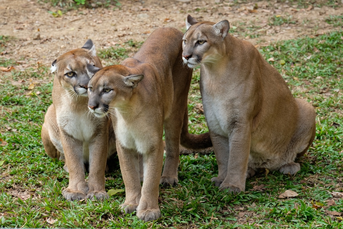 family of mountain lions colorado