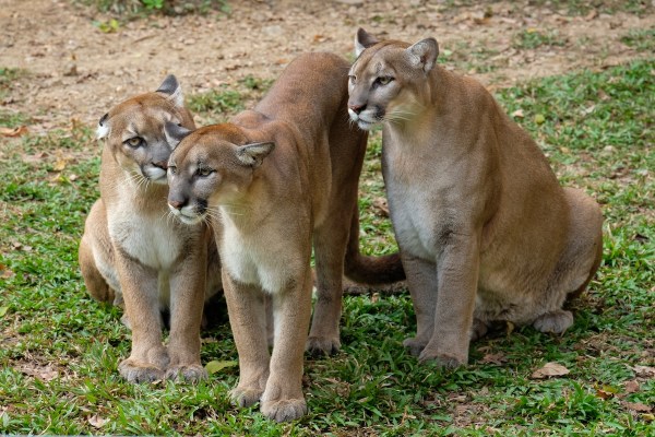 family of mountain lions colorado