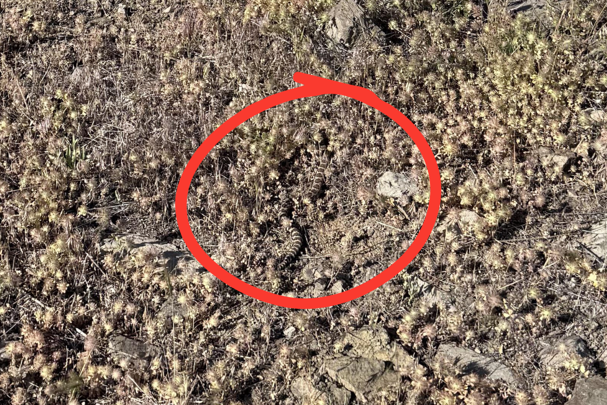 find the rattlesnake answer 2