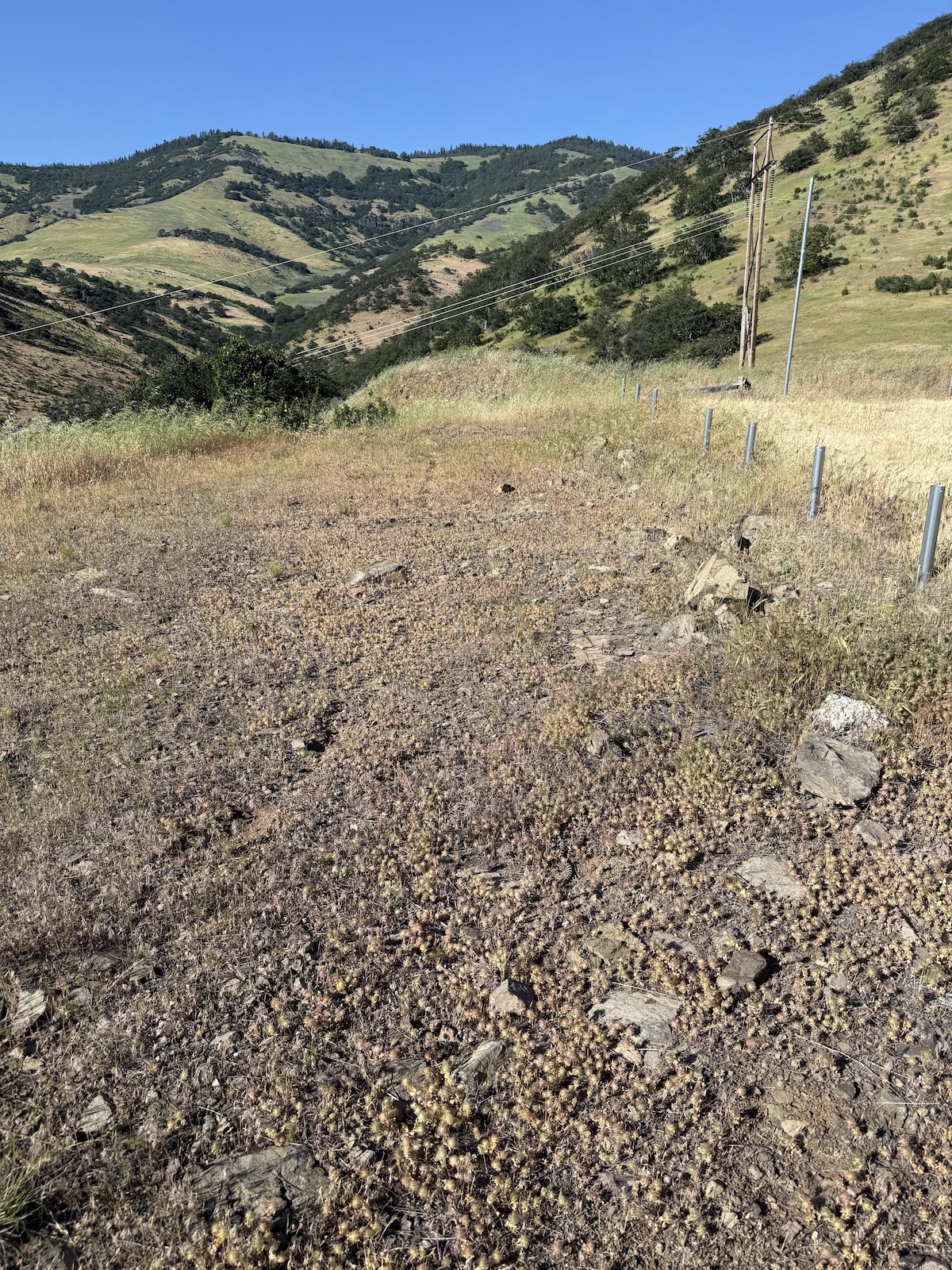 find the rattlesnake